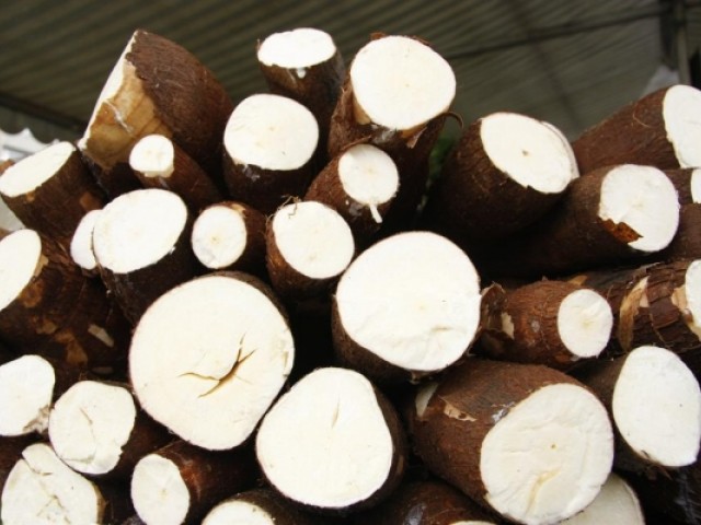 Pesquisa inédita sobre biofertilização da mandioca ganha destaque regional