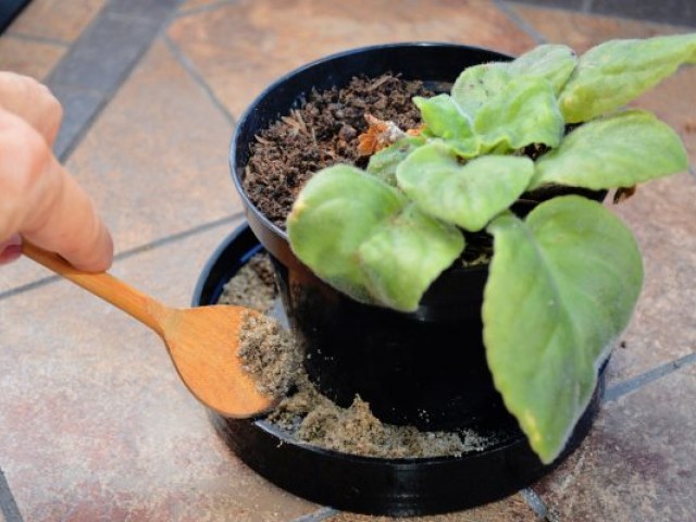 Sesau orienta municípios a intensificarem ações de vigilância contra o Aedes aegypti